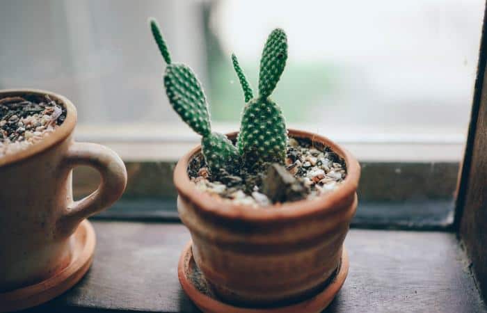 Angel Wings Cactus (Opunta albispina)