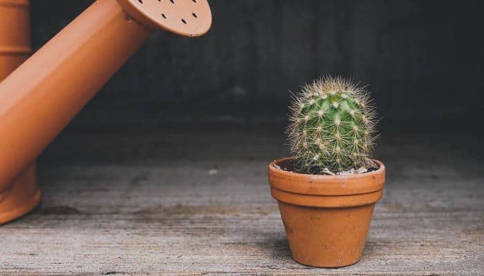 Barrel Cactus (Ferocactus)