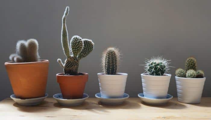 Cactus in different pots (2)