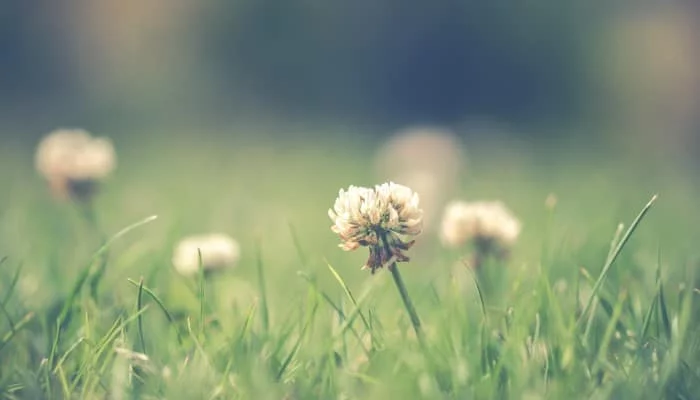 Garden weeds
