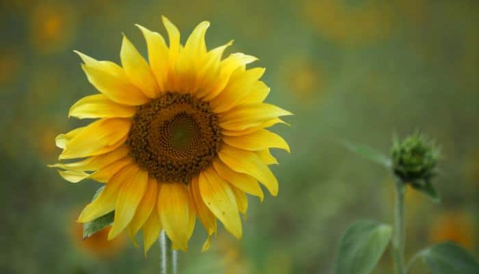 Growing Sunflowers in Pots the Easy Way