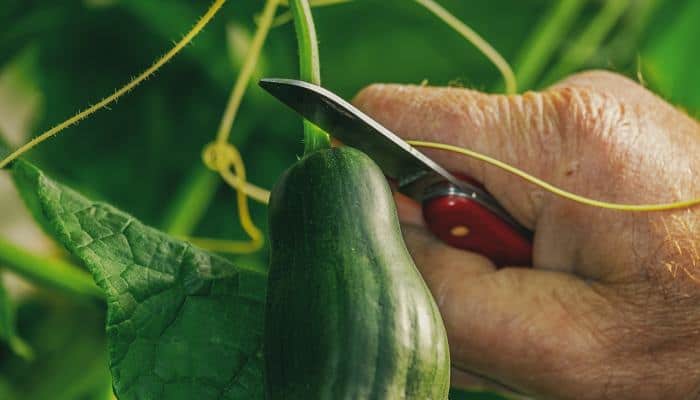 Harvesting a cucumber