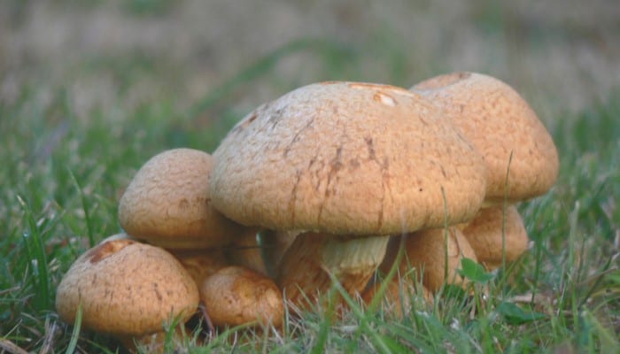 How to Remove Mushrooms From Lawn