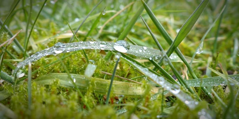 How to Get Rid of Moss from the Lawn Complete Guide ...