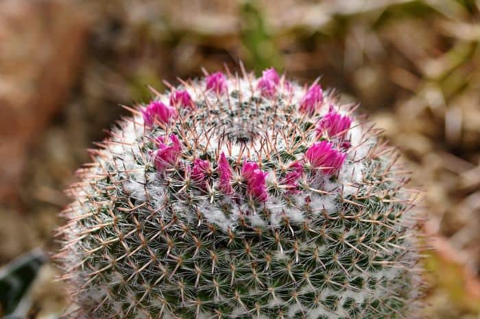 Old Lady Cactus (Mammillaria hahniana)