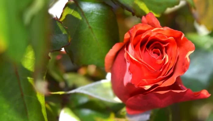 How to Grow Roses - Red Rose Bush