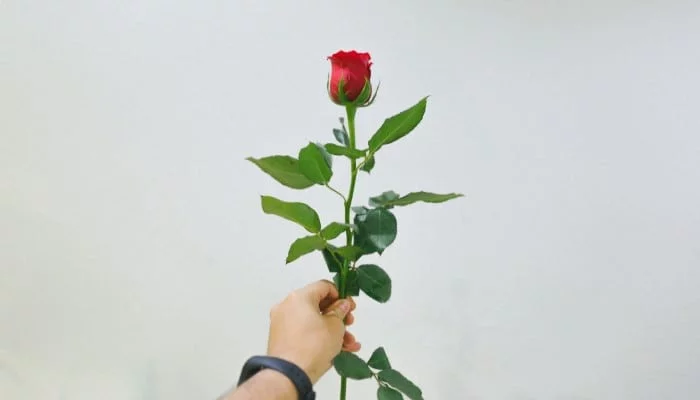 How to Grow Roses From a Cutting