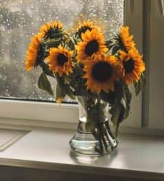 Show off your sunflowers in a pot