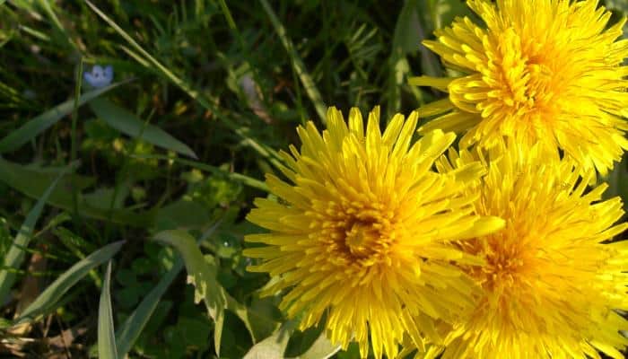 How to Get Rid of Dandelions from Your Lawn