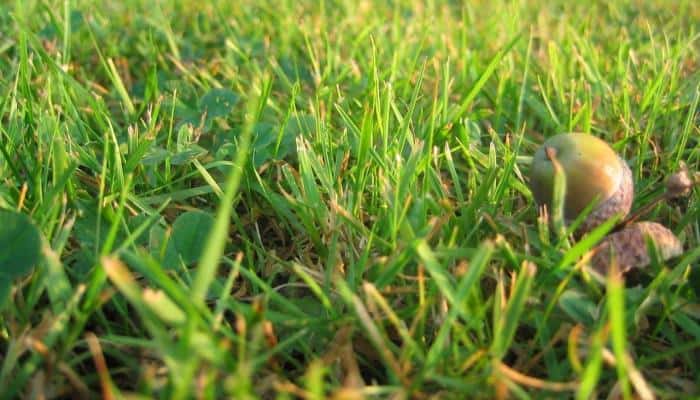 How to Remove Acorns from the Lawn