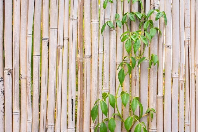 Lets Bamboo Fence It