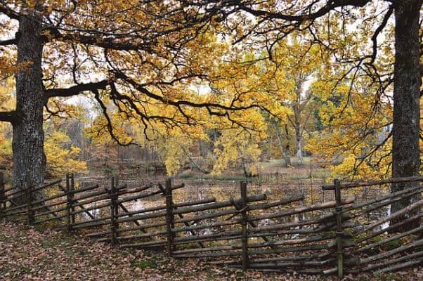 Tree Branch Fence