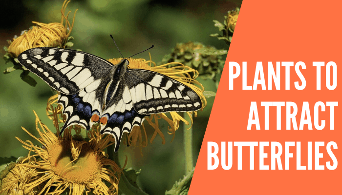 Plants to Attract Butterflies