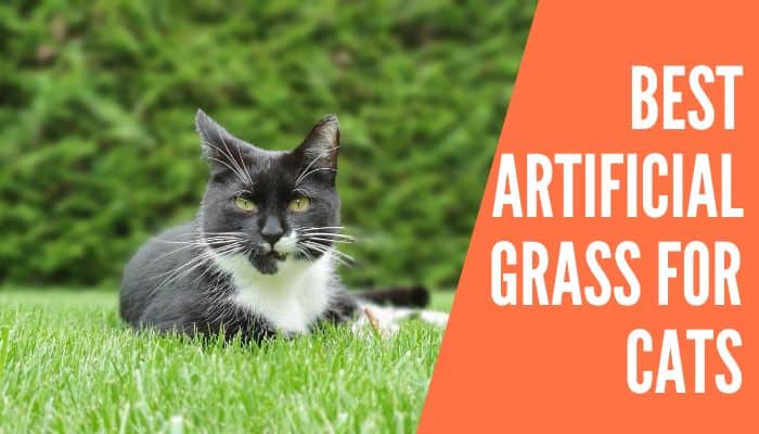 Top 5 Best Artificial Grass for Cats - Improved Yard