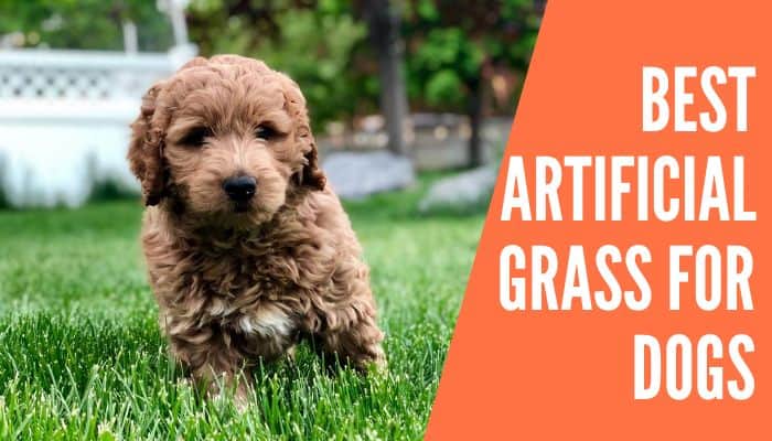 Best Artificial Grass for Dogs