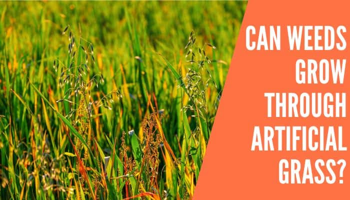 Can Weeds Grow Through Artificial Grass