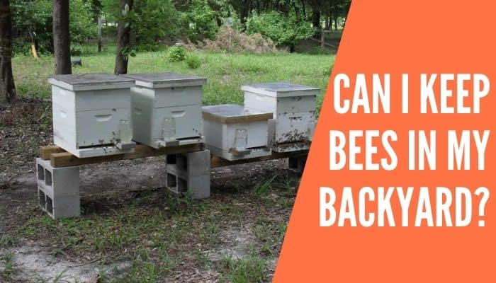 Can I Keep Bees in My Backyard