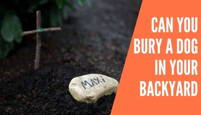 Can You Bury a Dog in Your Backyard