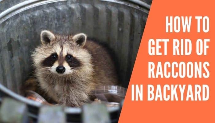 How to Get Rid Of Raccoons in Backyard