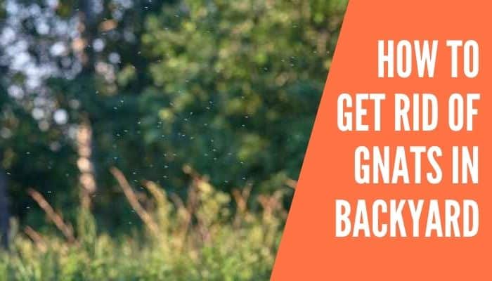 How to Get Rid of Gnats in Backyard