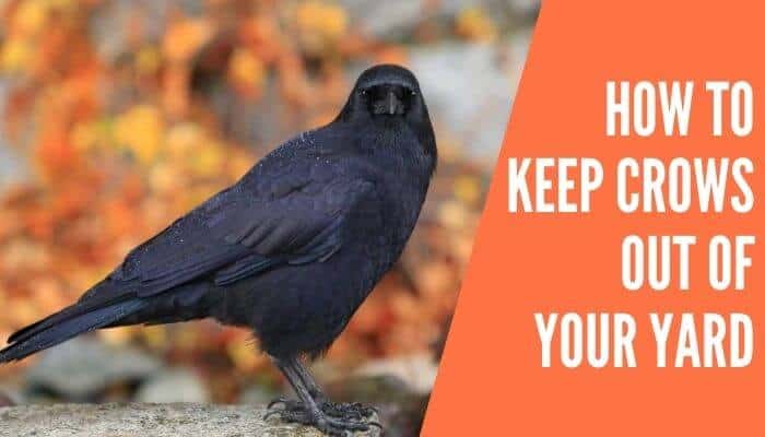 How to Keep Crows Out of Your Yard