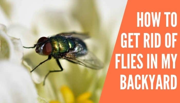 How To Get Rid Of Flies On Artificial Grass